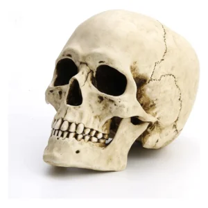 Escultura de Calavera Humana Realista con Mandíbula Móvil - Resina Duradera - Decoración Gótica, Halloween y Coleccionismo | Marca X Modell XZ-700