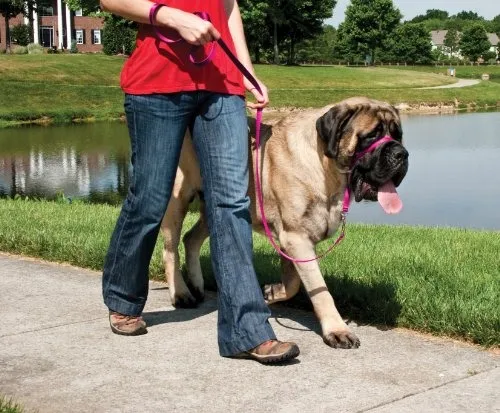 Collar de Adiestramiento Petsafe para Perros: Control Suave y Efectivo con DVD Instructivo - Tallas Grandes y XL para un Adiestramiento Integral