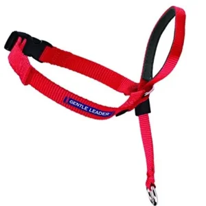 Collar Educativo Petsafe para Perros: Modelo para Cabezal, Talla Mediana, Incluye DVD de Entrenamiento. Control Suave y Efectivo para un Comportamient
