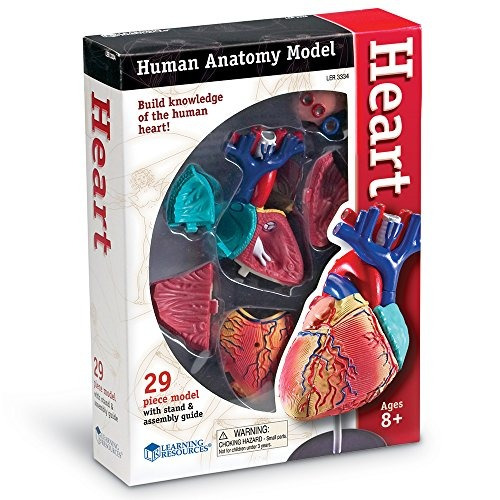 Learning Resources Cuerpo Humano Anatómico, Modelo De Torso Con 31 Piezas Y Soporte, Juguete Educativo Para Niños