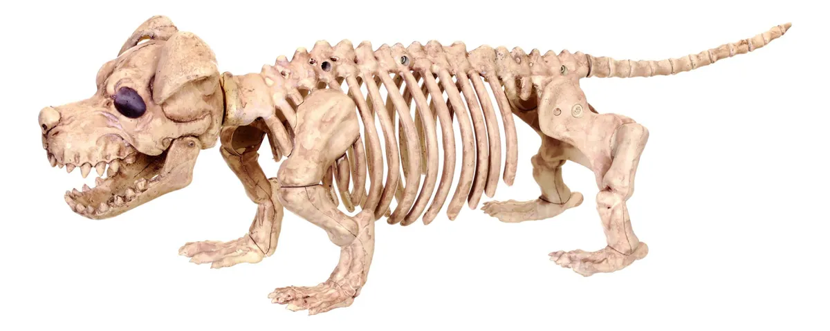 Esqueleto de Perro Crazy Bonez para Mascotas - Decoración Divertida y Temática para Hogar y Fiestas - Calavera de Perro Realista para Amantes de Animales