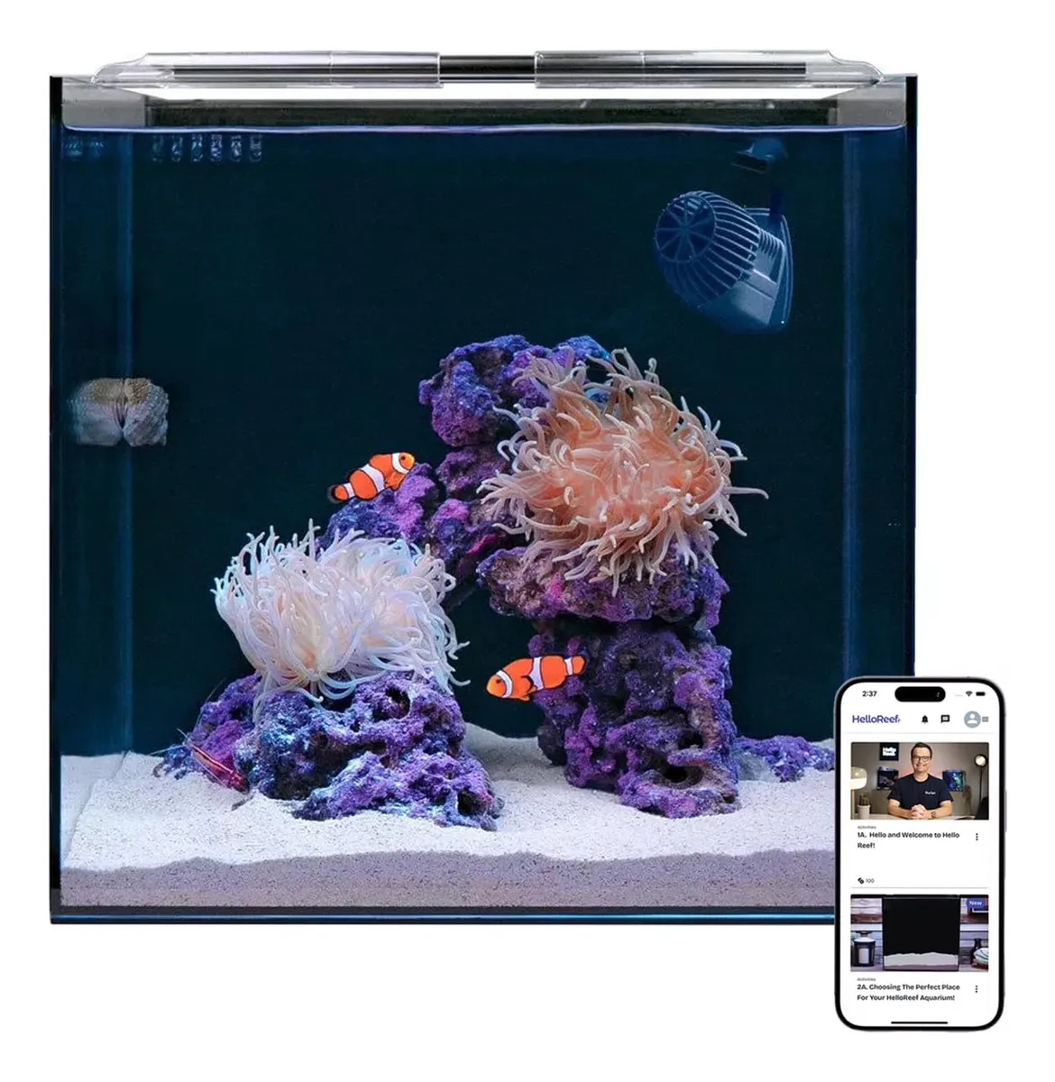 Kit Completo Acuario Pez Payaso con Anémona Negra (Clear & Black) - Hogar Acuático Profesional para Principiantes y Expertos