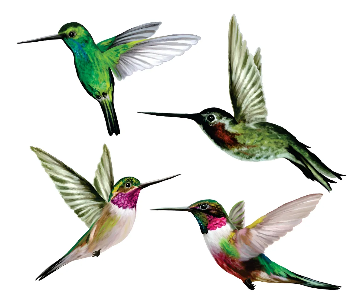 Adhesivos Decorativos de Colibrí para Ventanas y Puertas | Seguridad Vidrio Anticolisión | Vinilo Resistente | Protege Aves y Mascotas | Fácil Aplicación