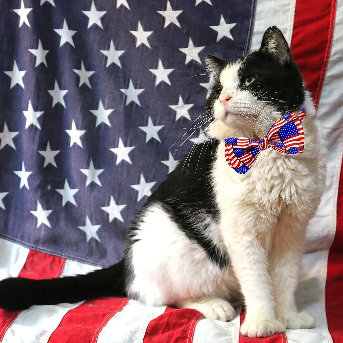 Corbata de Gato Patriótica para el 4 de Julio con Campana - Estilo USA, Nombre del Diseño, Collar Ajustable para Mascotas - Celebración Festiva Americana - Imagen 4