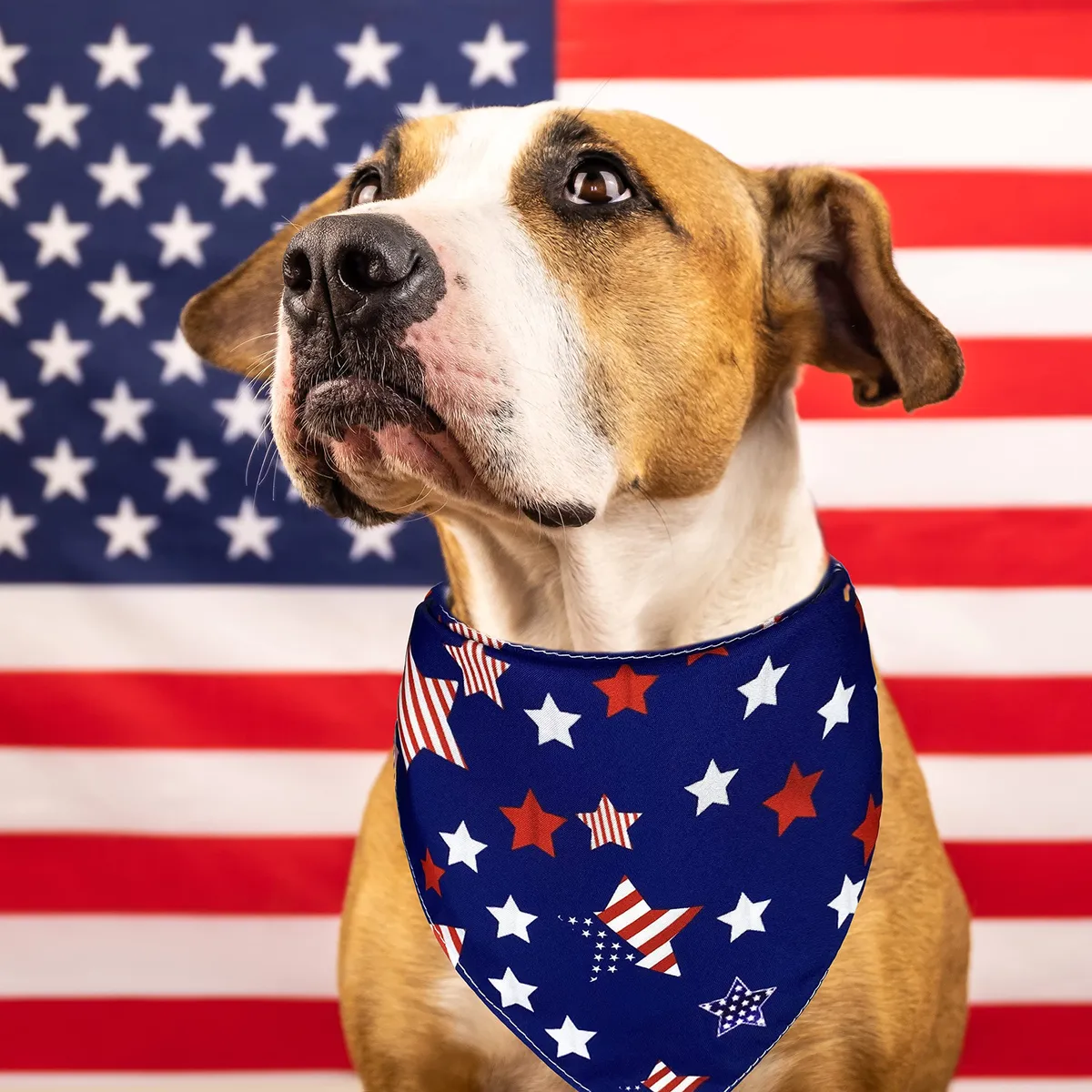 Paquete 2 Bandanas Día de la Independencia para Mascotas - Diseño Patriótico Temático Festivo para Perros y Gatos - Accesorios Decorativos para Celebraciones - Imagen 7
