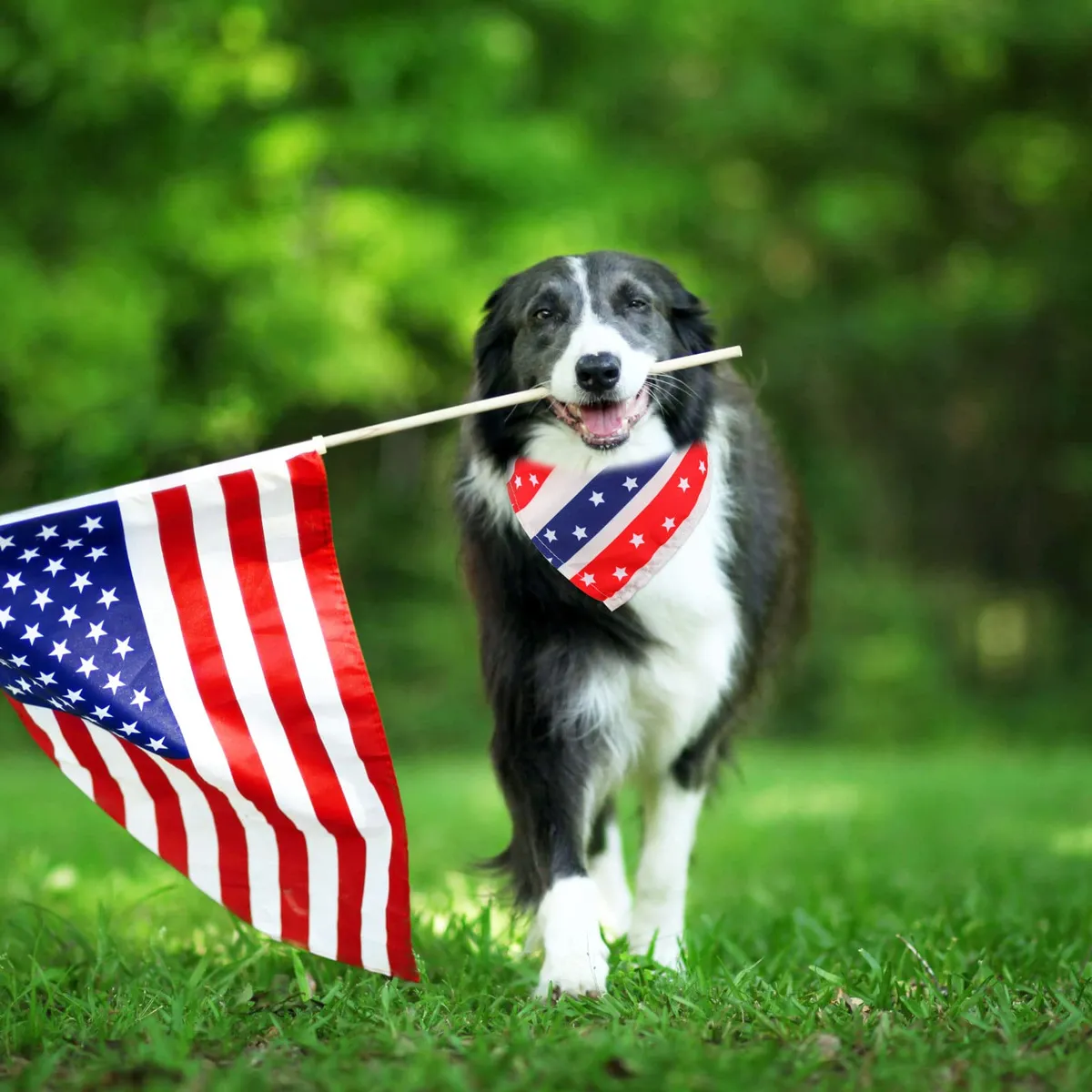 Bandanas Patrióticas para Perros del 4 de Julio - Estilo Bandera Americana para Mascotas - Accesorios Festivos para Celebraciones - Ideal para Raza Pequeña, Mediana y Grande - Rojo, Blanco y Azul - Imagen 6