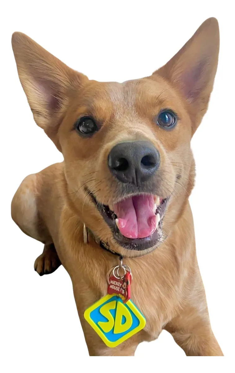 Collar de Disfraz de Halloween para Perro y Gato Amarillo en Plástico - Accesorios Divertidos para Mascotas | Collar de Diseño Ajustable