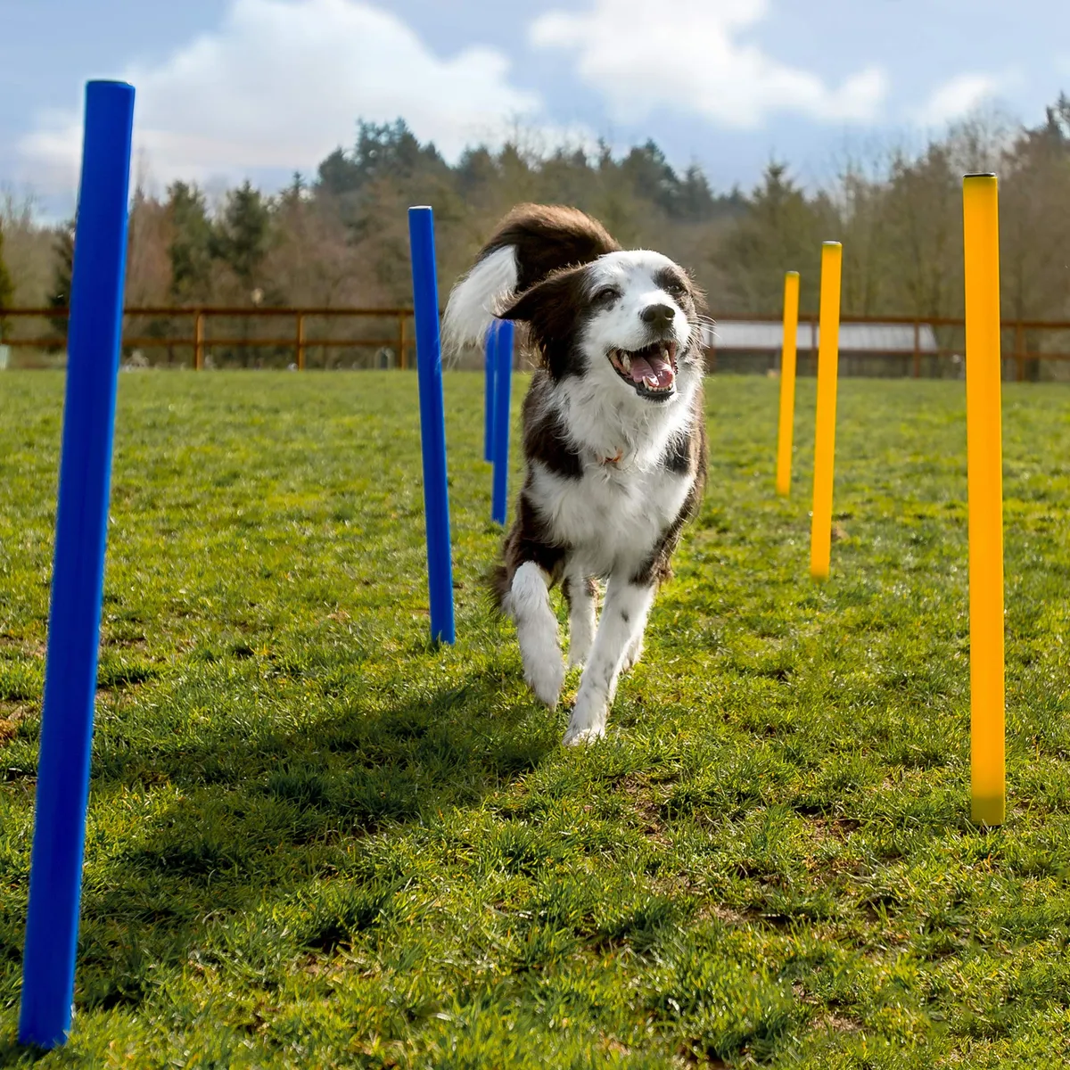 Equipo de Entrenamiento de Agilidad para Perros - Pista de Obstáculos ...