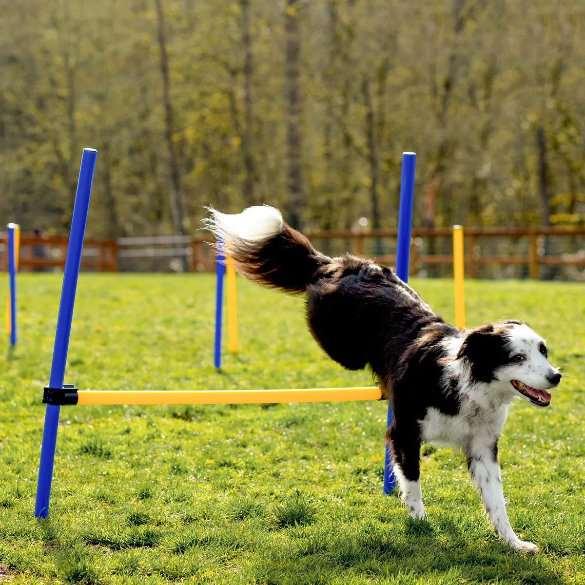 Equipo de Entrenamiento de Agilidad para Perros - Pista de Obstáculos ...